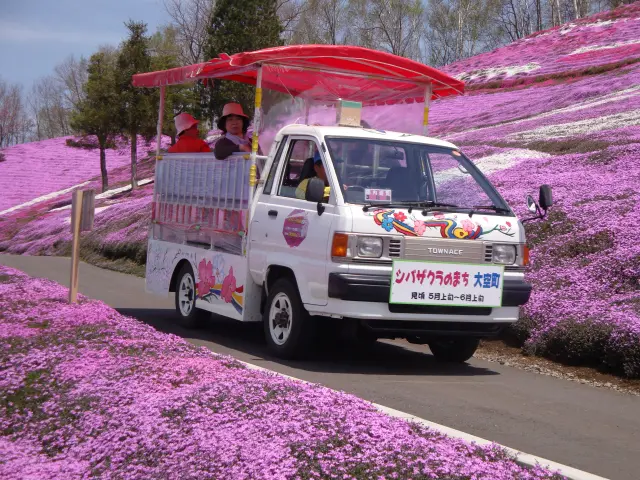 遊覧車に乗り、芝桜をパノラマで楽しもう
