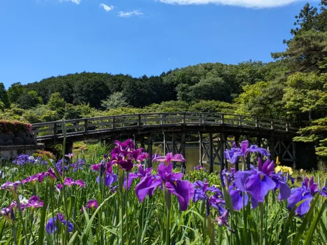日本庭園にある花しょうぶ園（開花時期は6月）