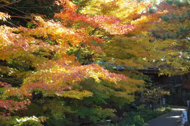 毎年11月中旬〜12月上旬にかけて園内を紅葉が彩る