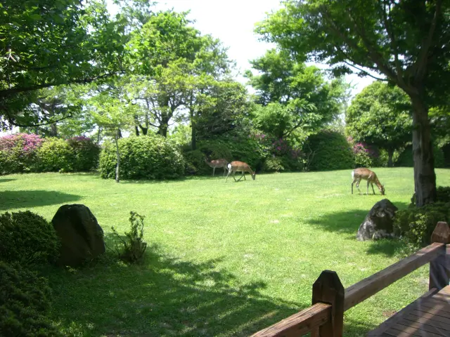 運が良ければ野生の鹿に出会えることも