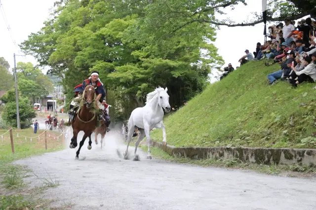 裸馬を素手で捕らえる3日目の野馬懸