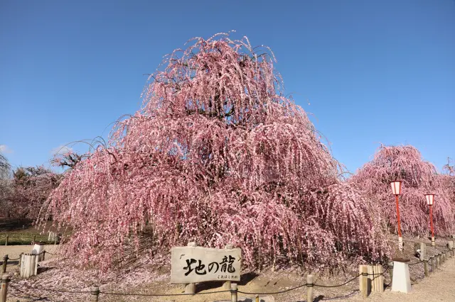 もう一つの目玉「地の龍」
(提供:鈴鹿の森庭園)