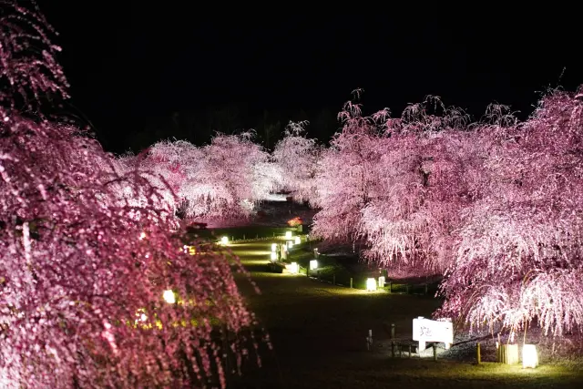 幻想的な夜間ライトアップ
(提供:鈴鹿の森庭園)
