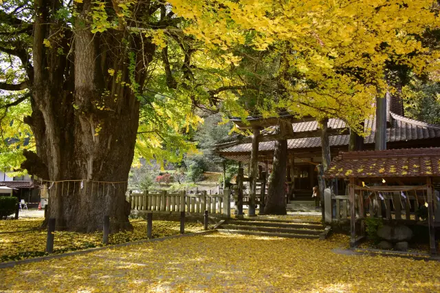 筒賀の大銀杏