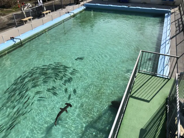 屋外プールの水槽