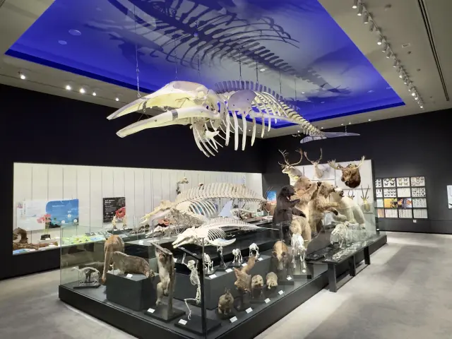 地球上の生物の多様な姿・形や生き様、人との関係性について展示する「生物の多様性」