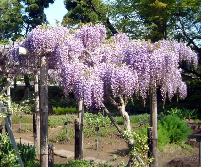 約400種類の薬木・薬草を見ることができる「薬用植物標本園」