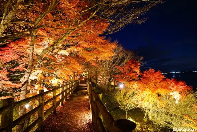 ライトアップされ、暗闇に浮かび上がる紅葉