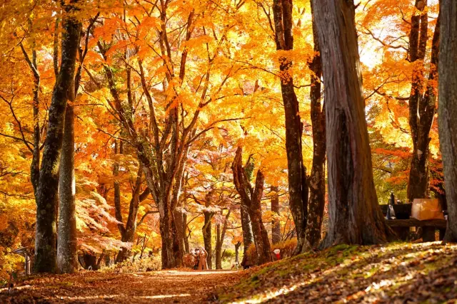 湖畔の遊歩道を彩る日中の紅葉