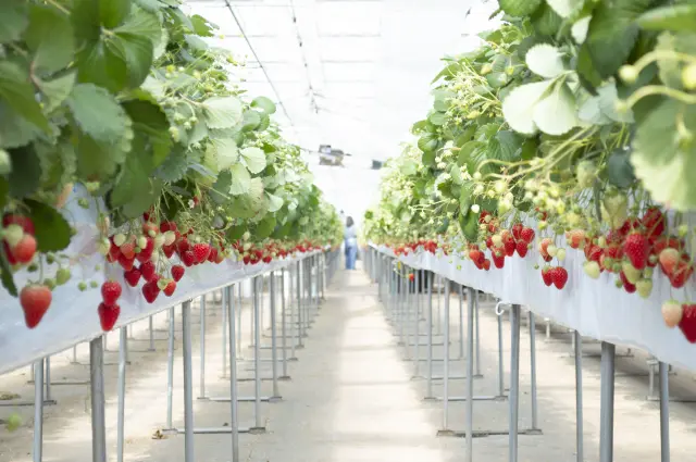 「TSUJIGUCHI FARM」では季節限定でいちご狩りを実施