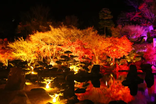 紅葉時期のライトアップ