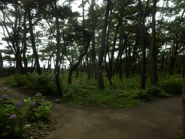 公園を囲むようにある黒松林