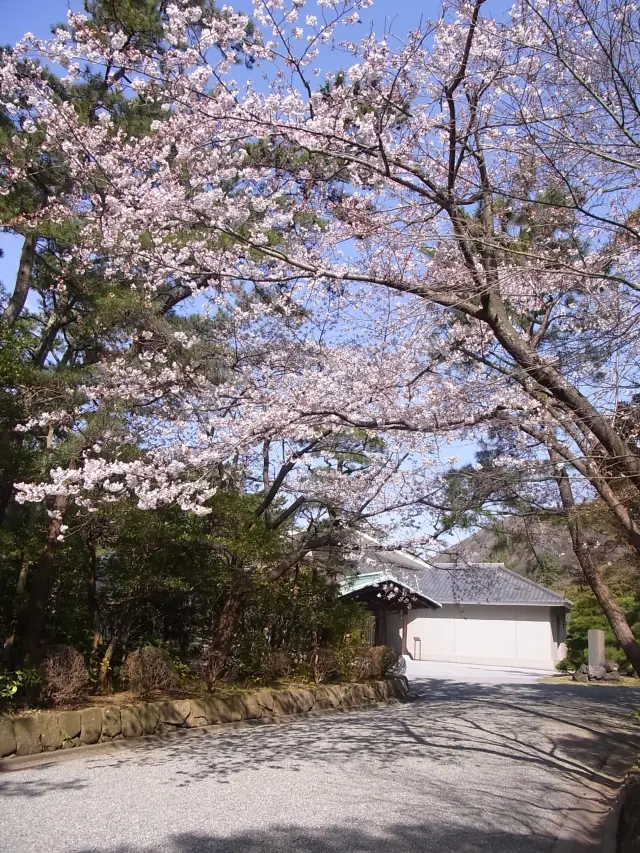 春は桜が美しく咲き誇る