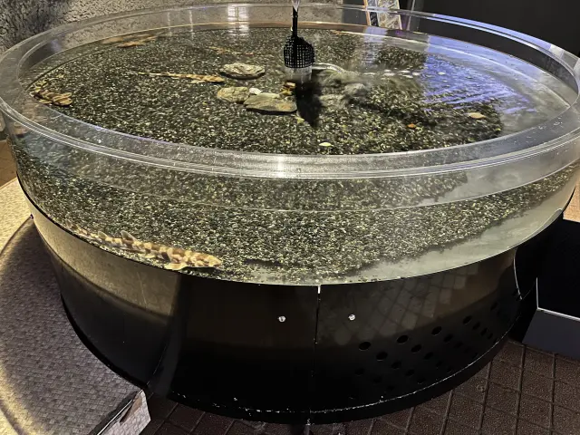 さまざまな生き物に実際に触れて観察できるタッチング水槽