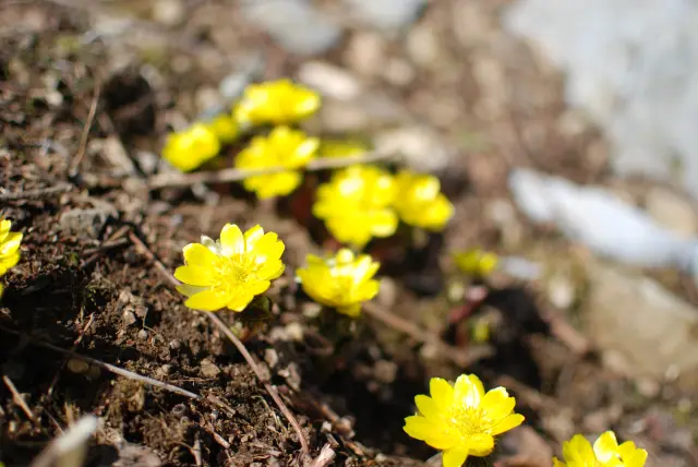 可憐な高山植物が数多く見られ「花の百名山」にも選ばれている