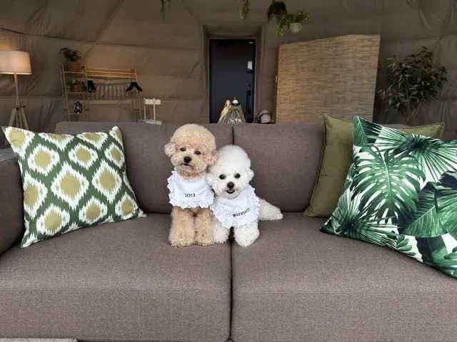 愛犬と楽しむ「プレミアムドッグドーム」