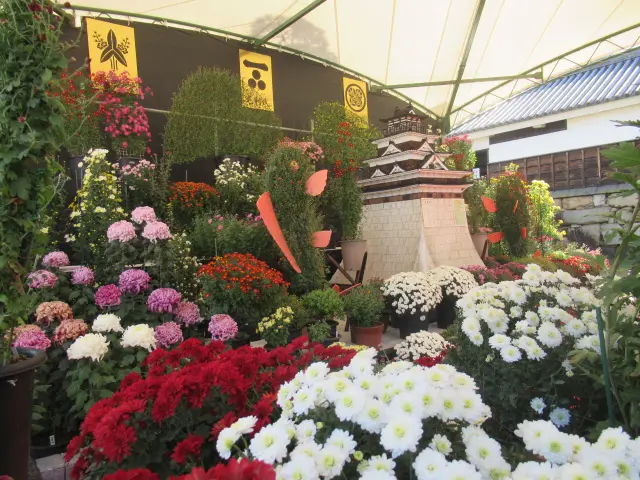 広島城大菊花展