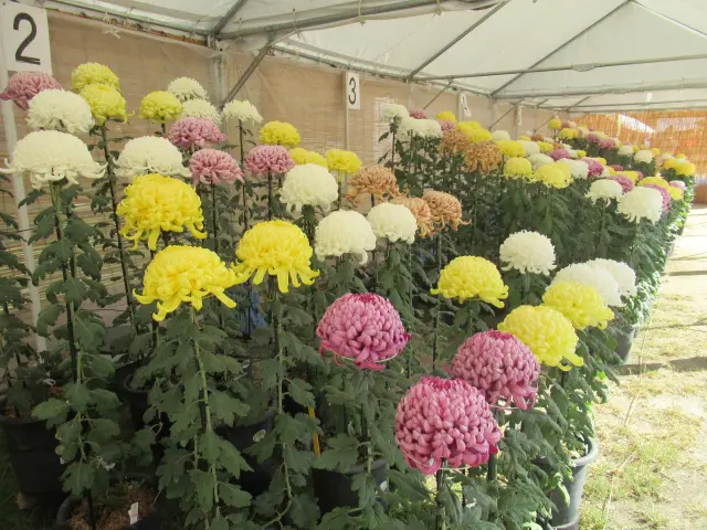 約1,200鉢の菊花を展示