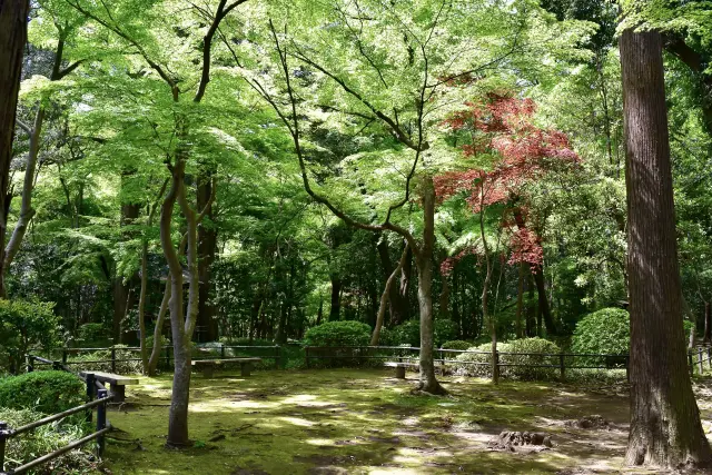 国指定天然記念物の平林寺境内林