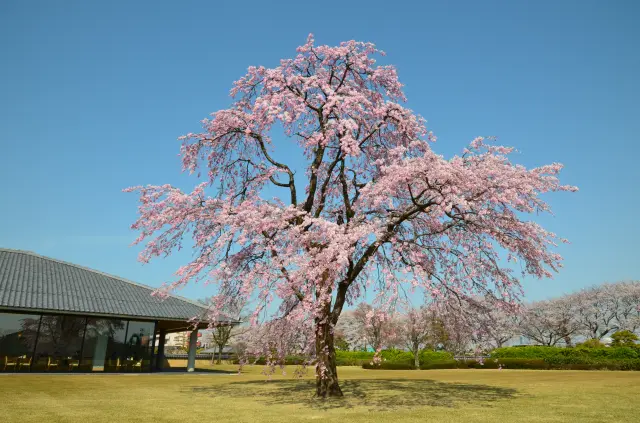 春には中庭のしだれ桜が開花する