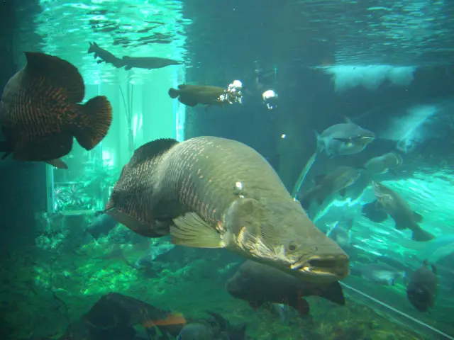 世界最大級の淡水魚「ピラルク」