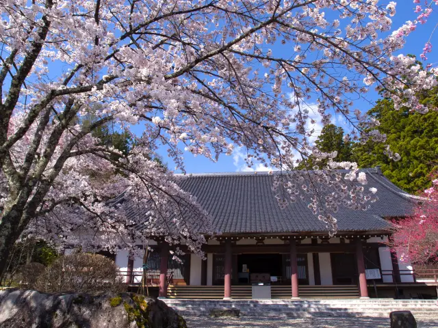 春は可憐な桜が堂宇を彩り、華やかな雰囲気に