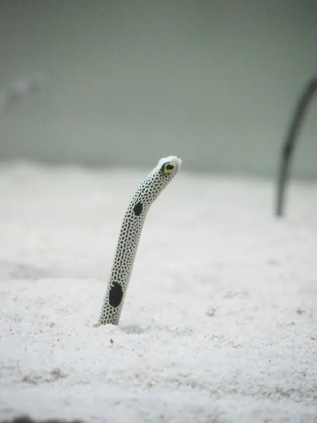 海の生き物にも出会える（チンアナゴ）