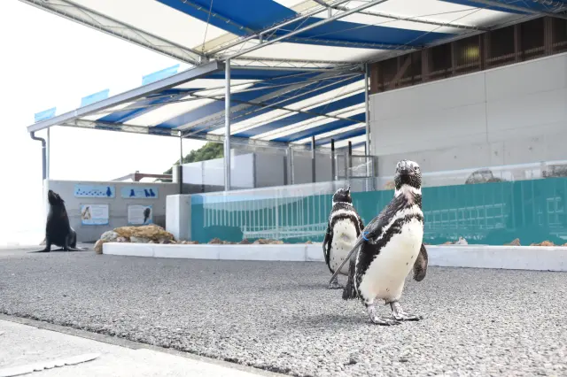 ペンギン・オットセイエリアをリニューアル
