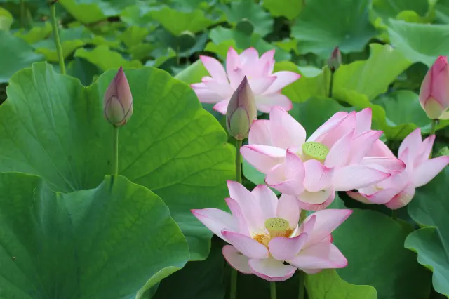 石仏公園では7〜8月に大輪のハスが花を咲かせる