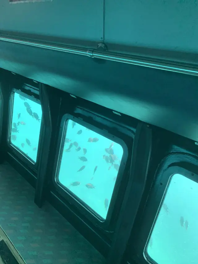眾多魚兒在眼前悠游