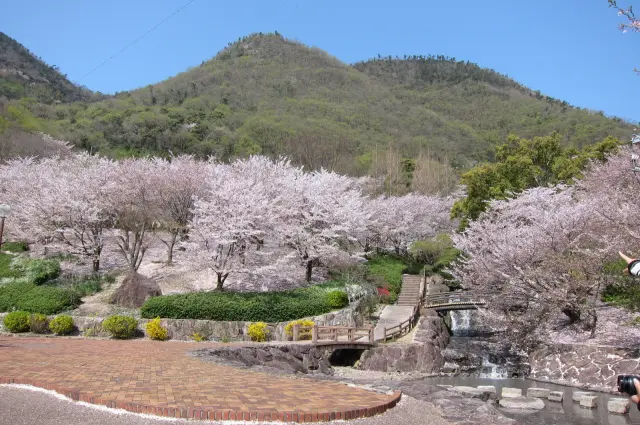 春期に楽しめる圧巻の桜