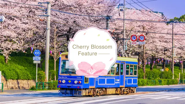 Sakura in Japan 2026