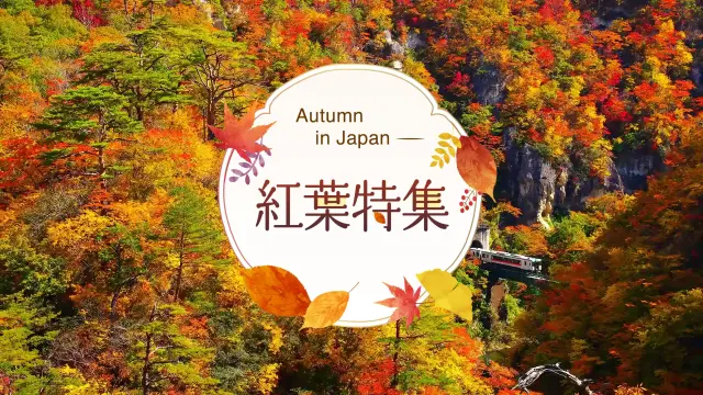 紅葉特集