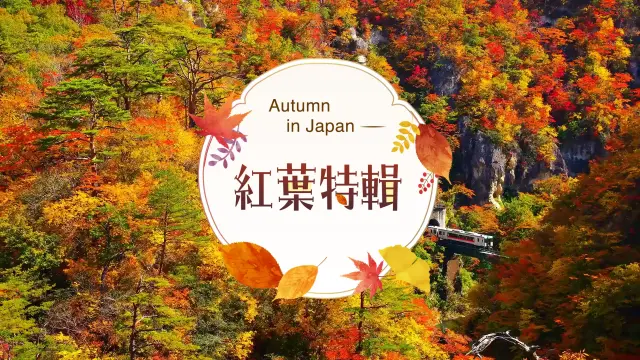 日本紅葉特輯