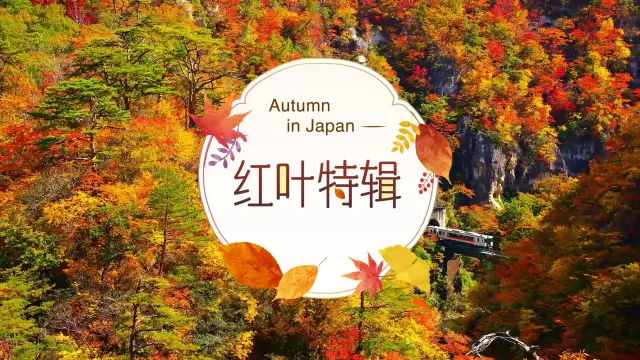 日本红叶特辑