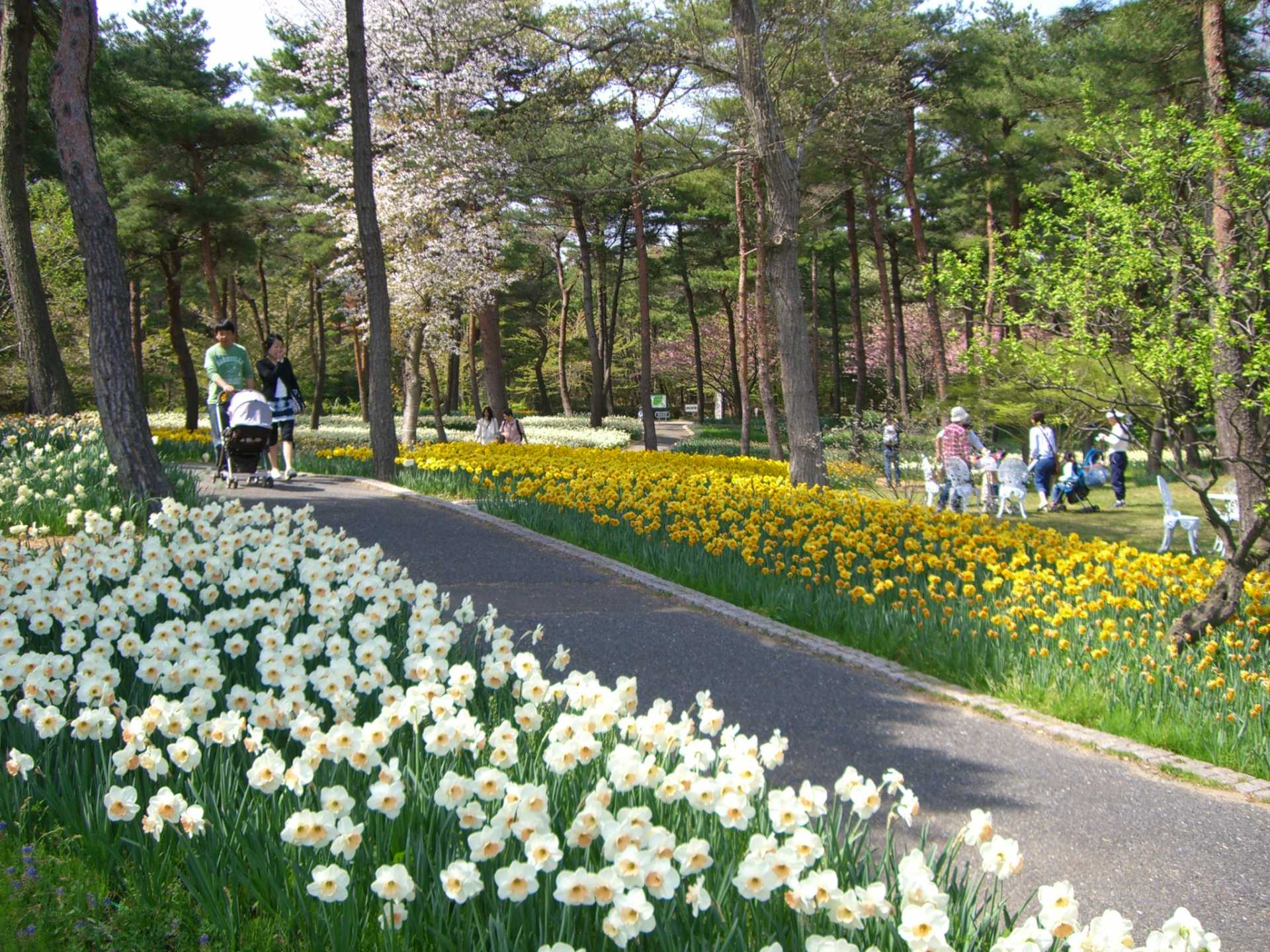 從上野出發只需90分鐘 請來 國營常陸海濱公園 欣賞藍色的地毯和鬱金香的世界吧 好運日本行