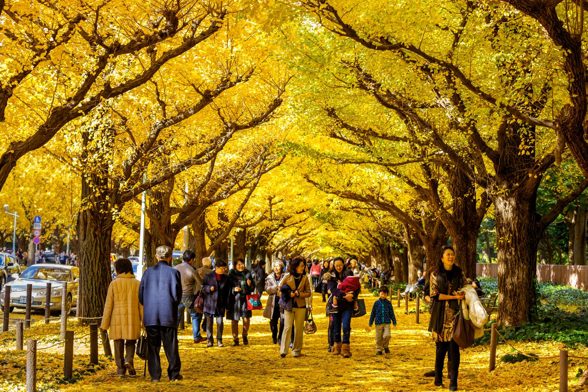 日本赏枫】观赏枫叶的最佳时期在11月的必看红叶景点总整理！ | 好运日本行