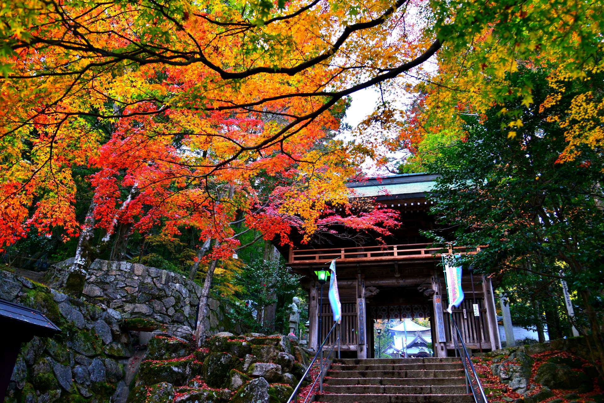 年11月日本全國各地的推薦賞楓景點總整理 好運日本行