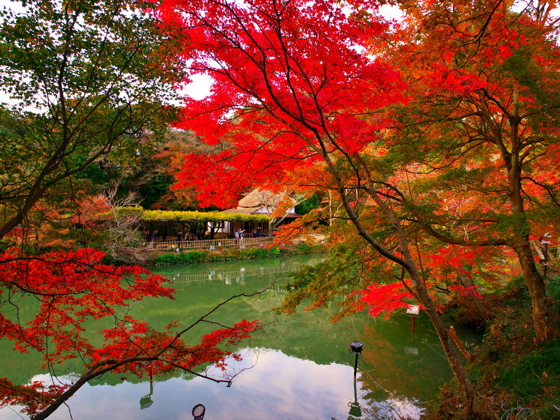 日本赏枫 观赏枫叶的最佳时期在11月的必看红叶景点总整理 好运日本行