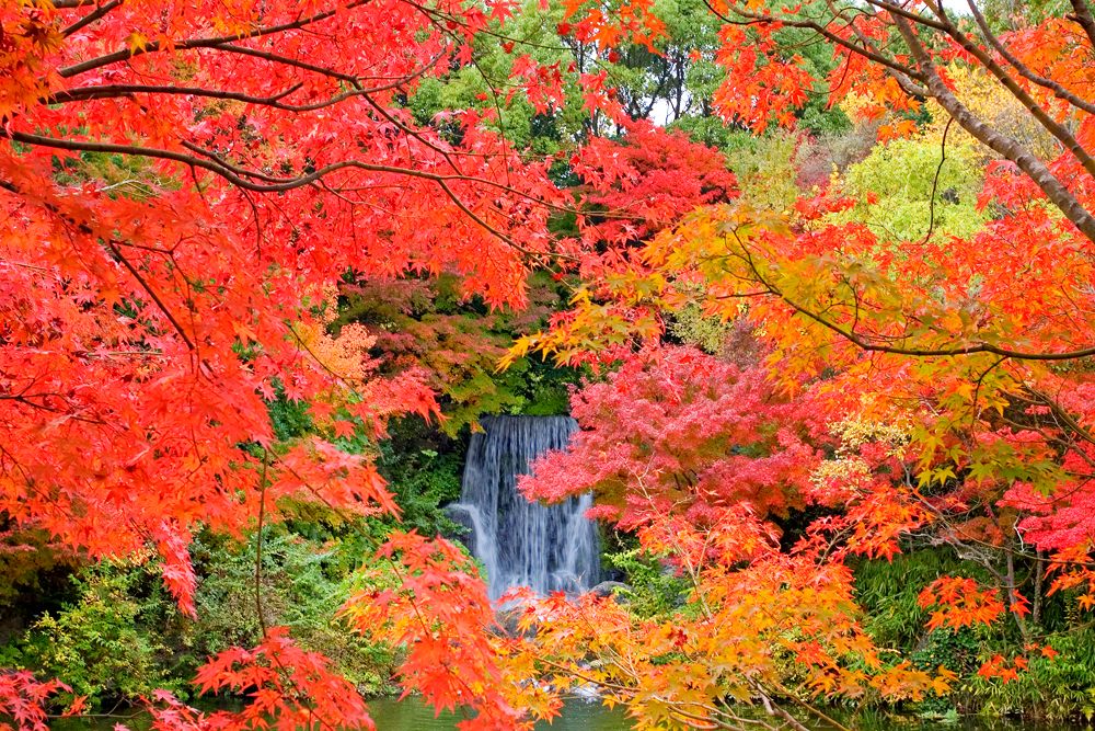 年11月日本全國各地的推薦賞楓景點總整理 好運日本行
