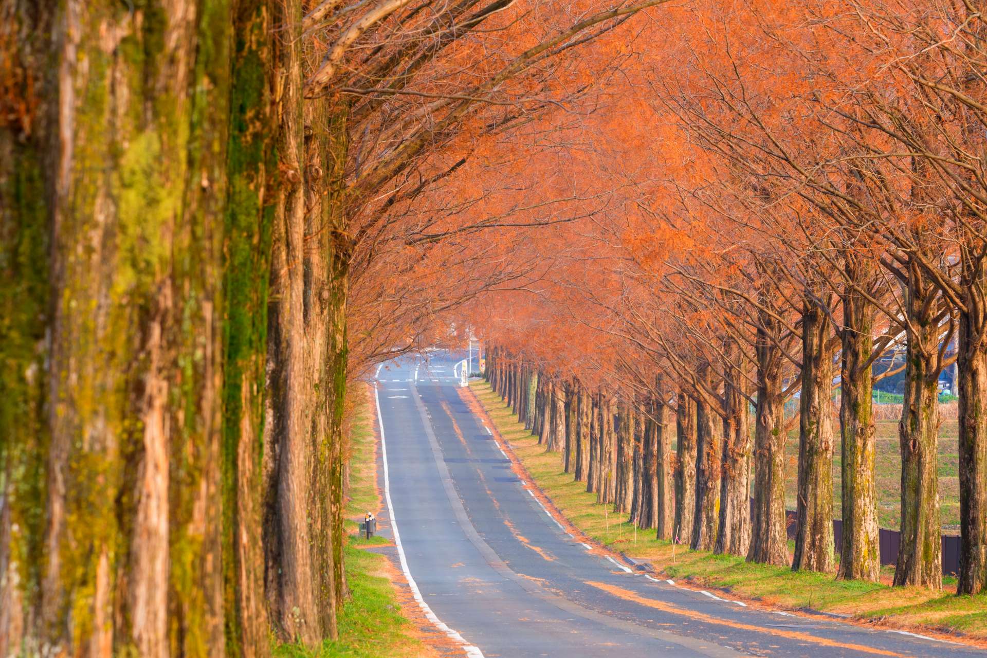 年11月日本全國各地的推薦賞楓景點總整理 好運日本行