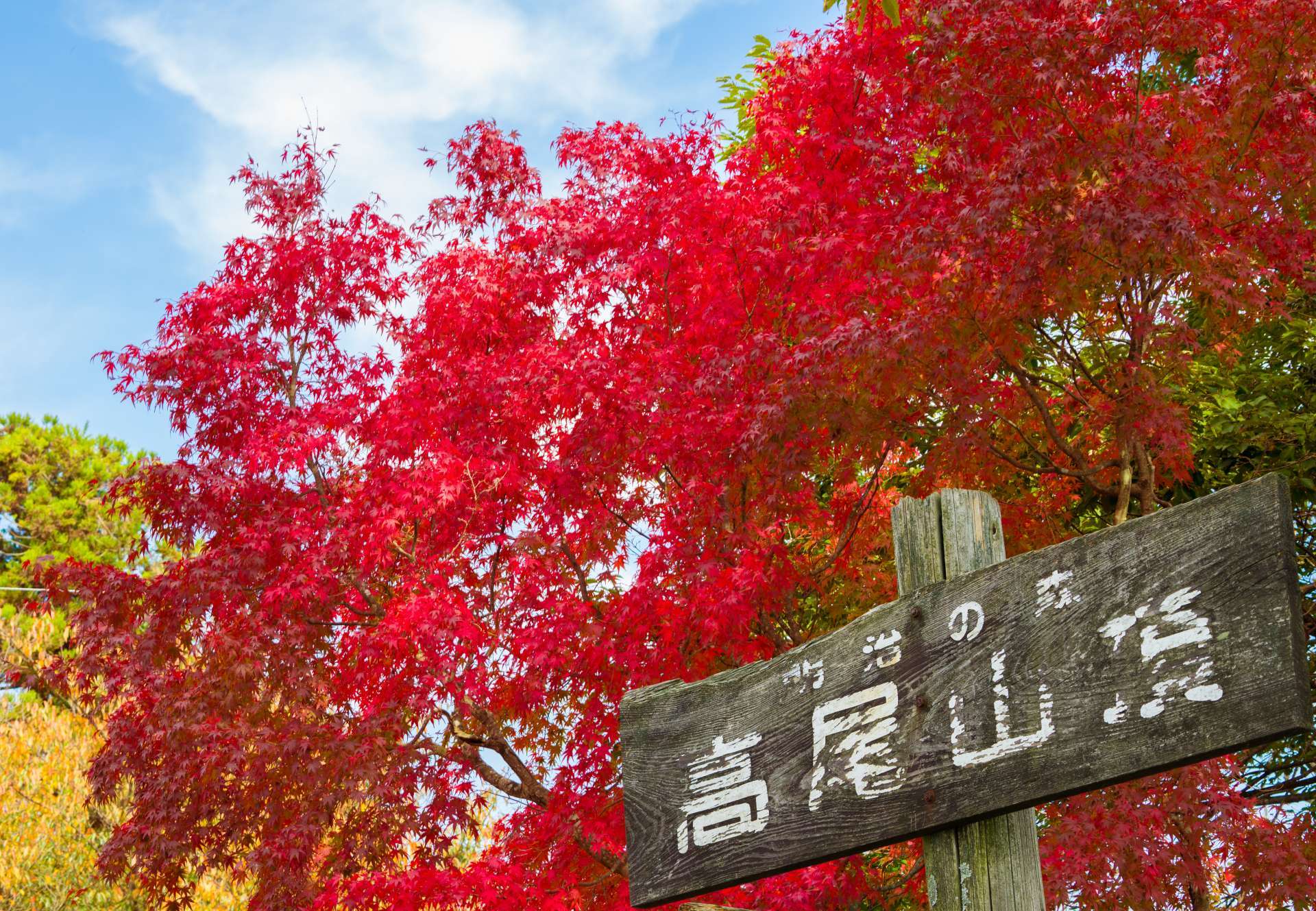 從東京都心只需50分鐘的東京的後花園 東京最人氣的紅葉觀景地點 高尾山 好運日本行