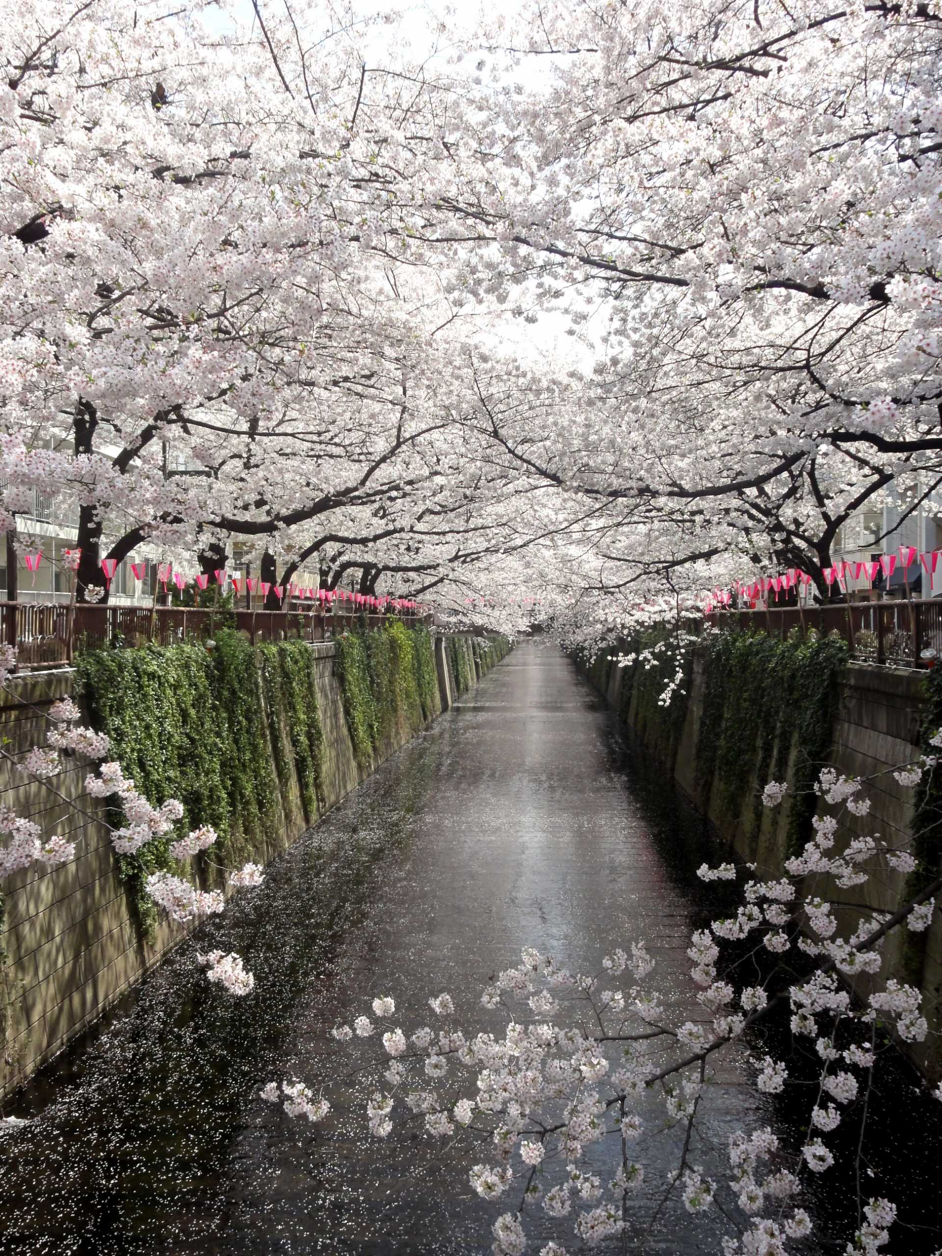 Nakameguro Cherry Blossoms  Travel Japan - Japan National Tourism