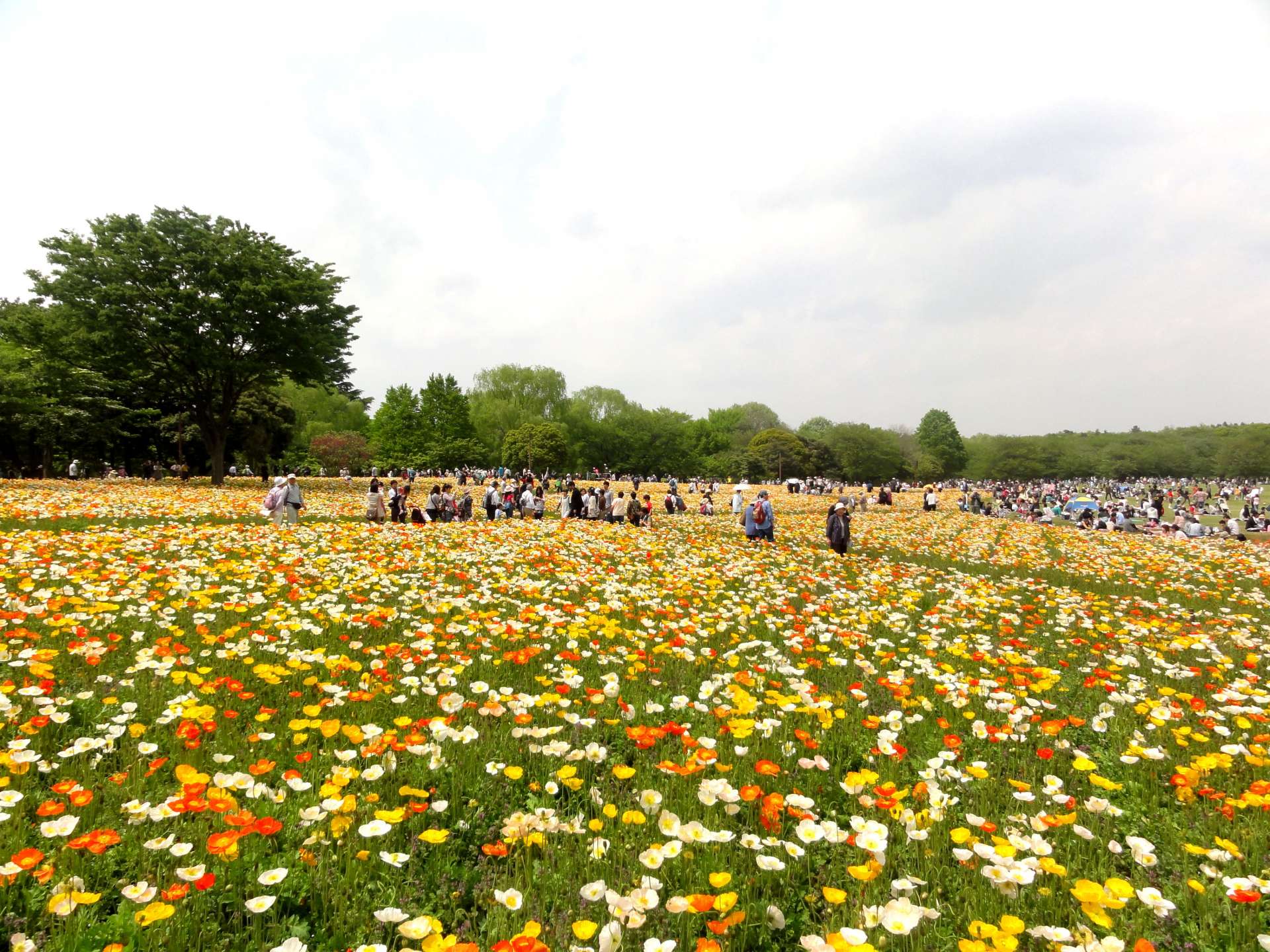 Tachikawa City - Parks & Gardens - Tokyo - Japan Travel