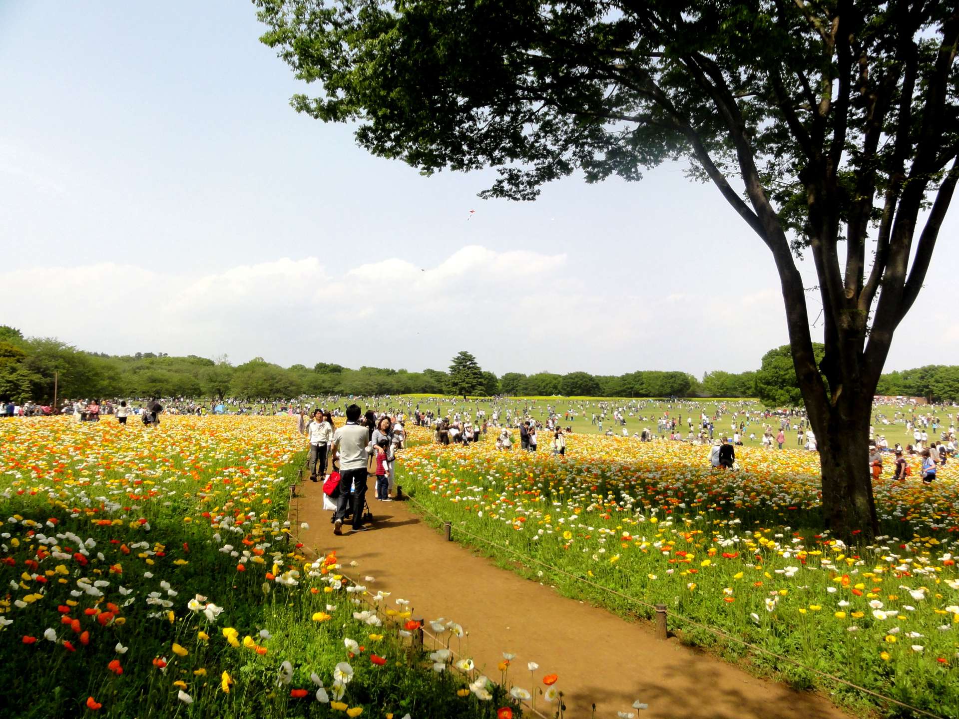 黃金週 昭和紀念公園 遊記 觀賞橘黃與金黃色的鮮花地毯 好運日本行