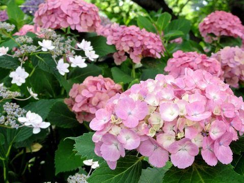 A day return trip to view beautiful “Annabelle hydrangeas” at Gongendo ...