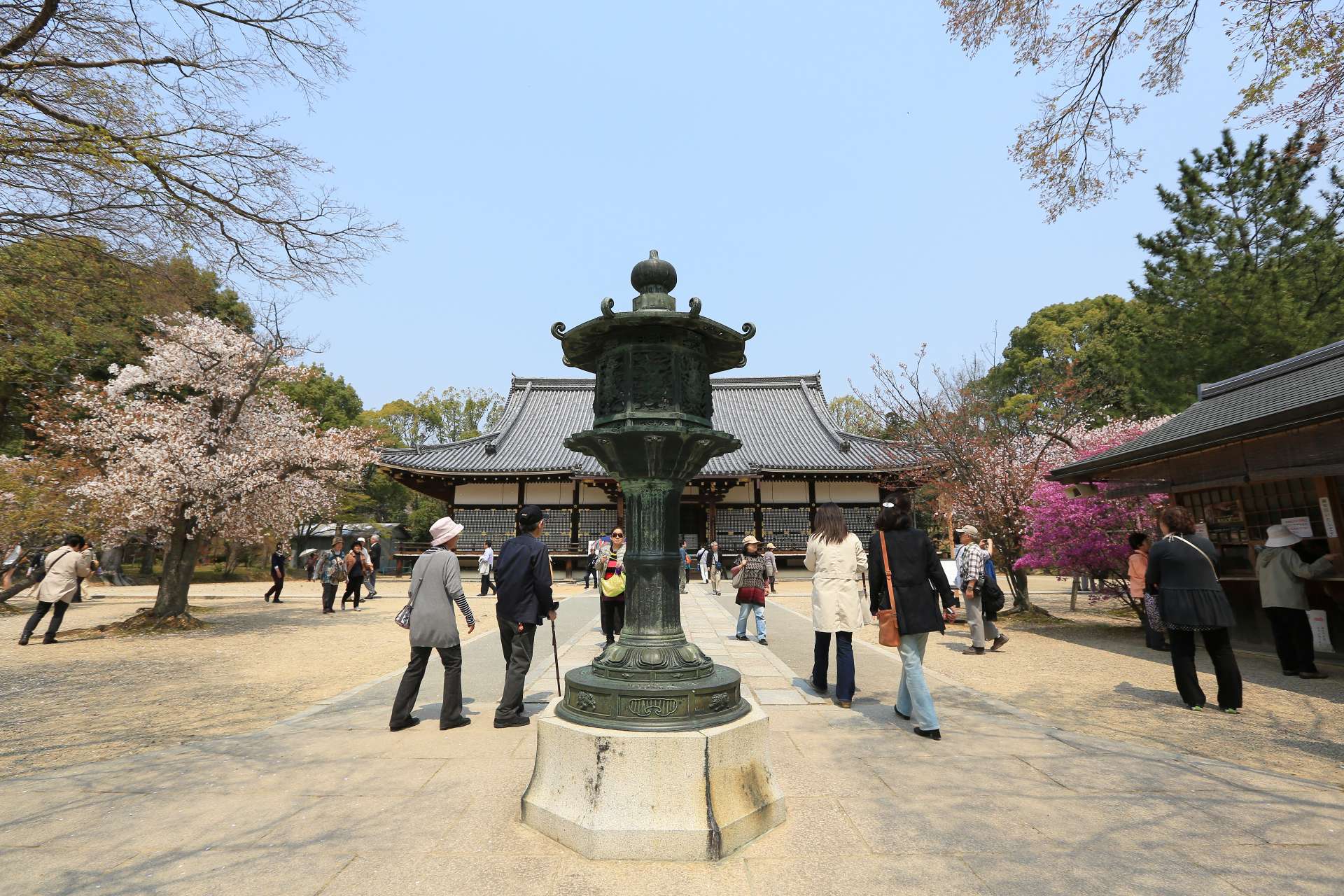 京都必游赏樱景点 世界文化遗产 仁和寺 的御室樱 好运日本行