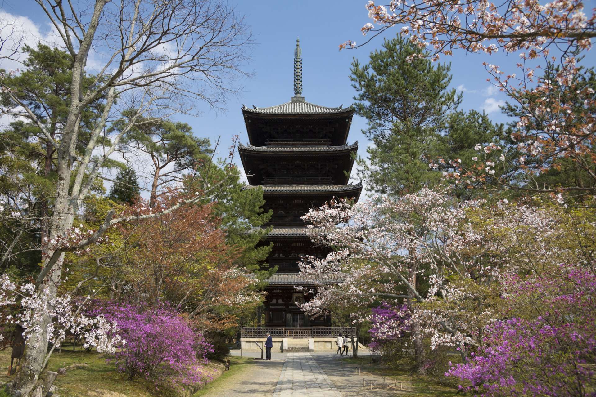 京都必游赏樱景点 世界文化遗产 仁和寺 的御室樱 好运日本行