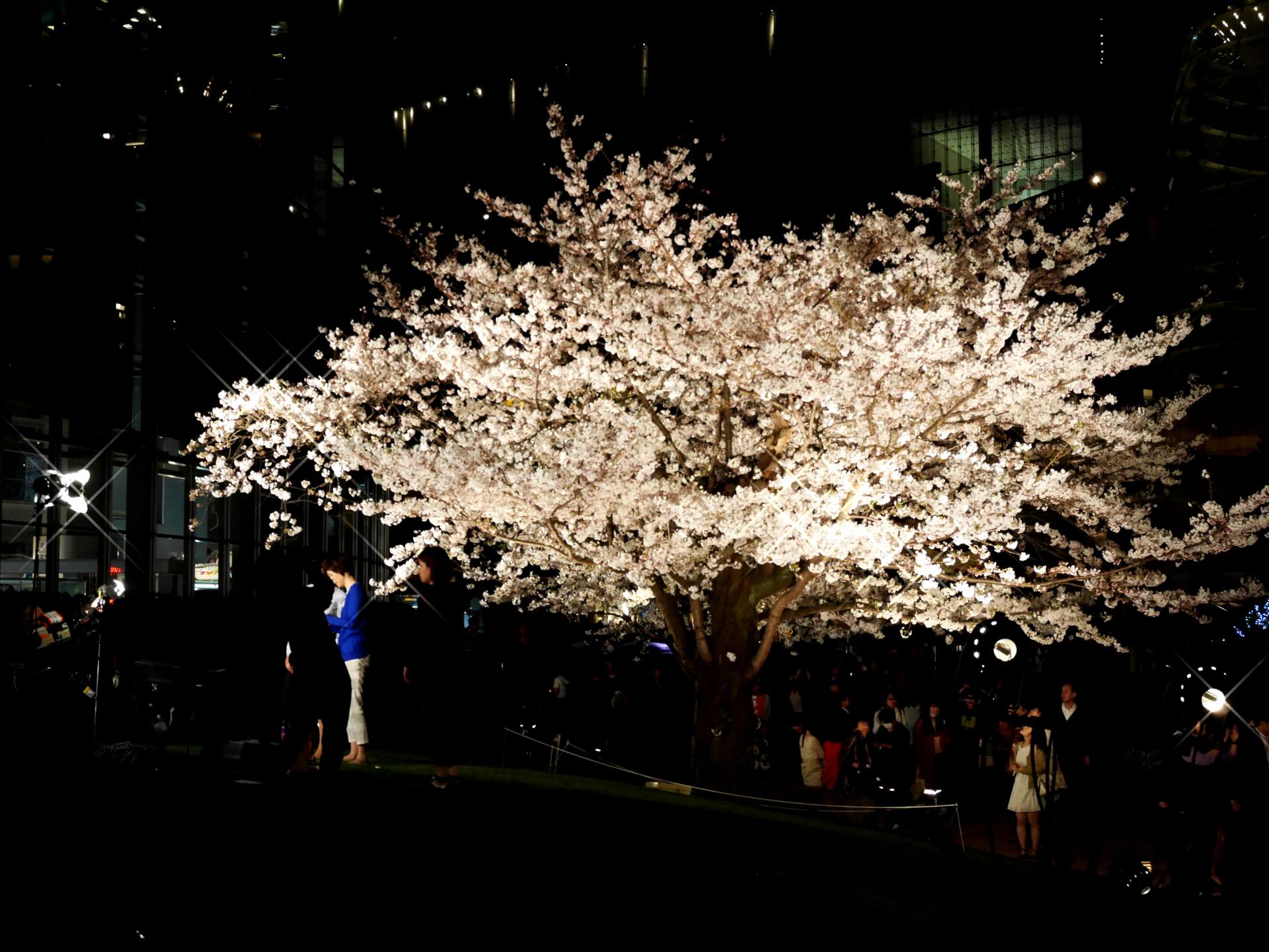 東京六本木賞櫻 毛利庭園與森大樓 白天 夜晚的櫻花美景大比拚 好運日本行