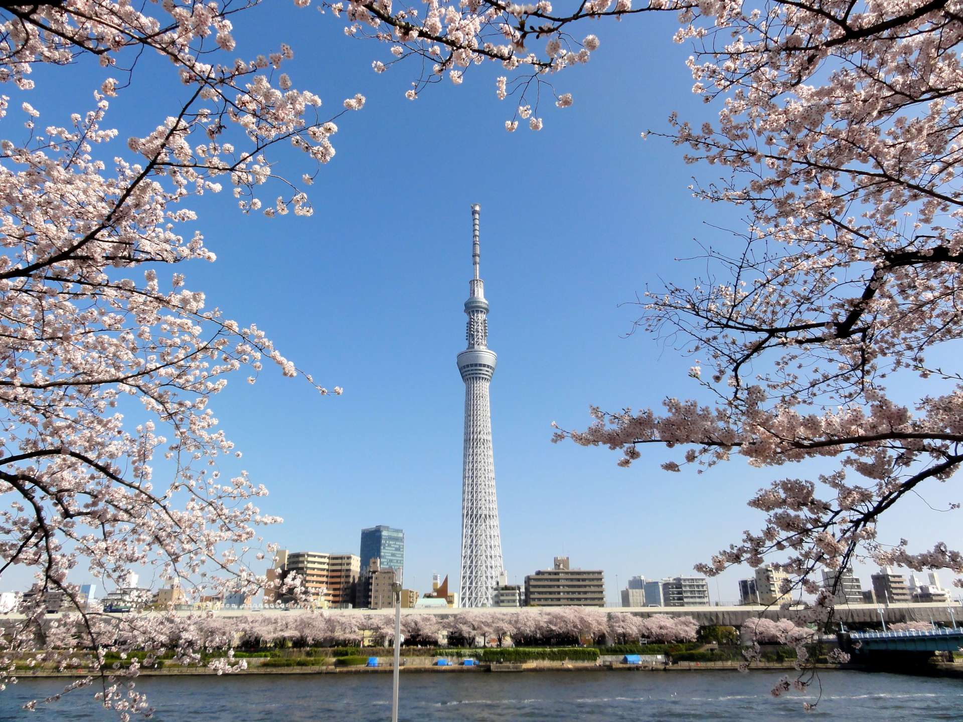 Tokyo・Asakusa Photo spots for cherry blossoms around Tokyo Skytree area. | GOOD LUCK TRIP